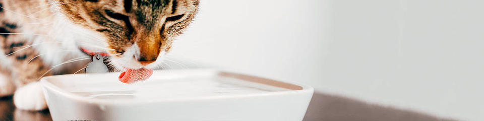 Cat Hydration – Do Cats Drink Water?